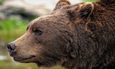 Brown Bear
