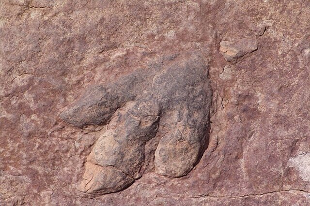 Dinosaur footprints
