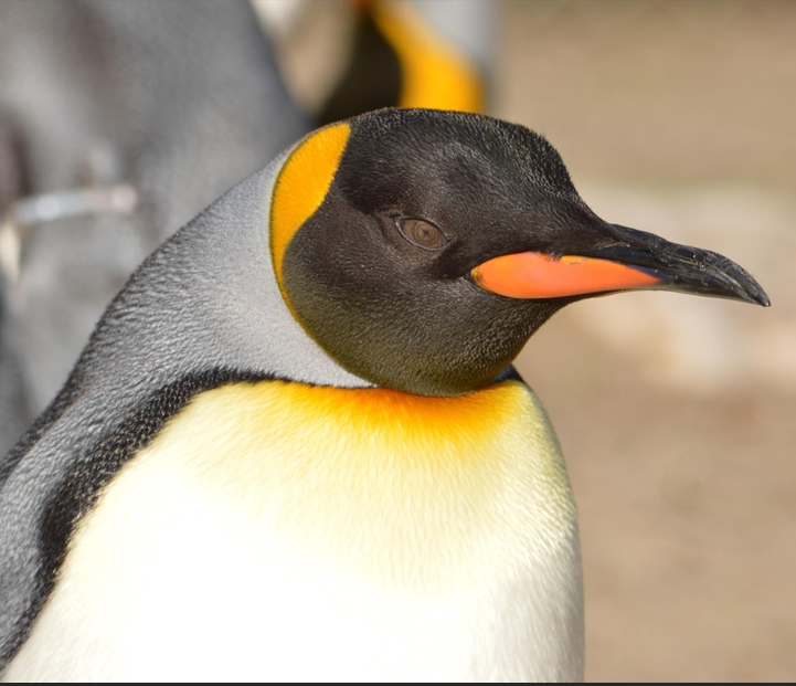 Penguin