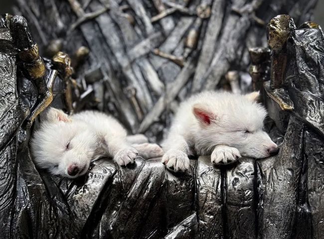 Dire Wolves