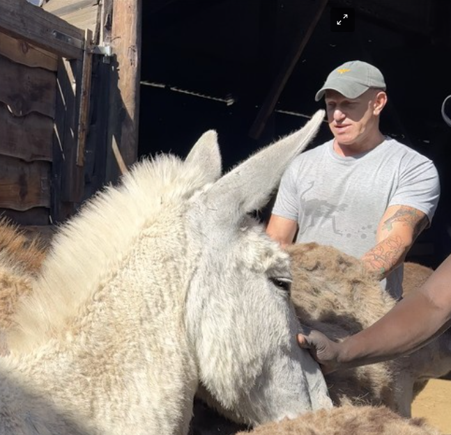 Donkeys