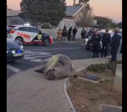 Seal