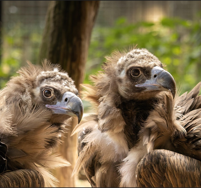 Vultures