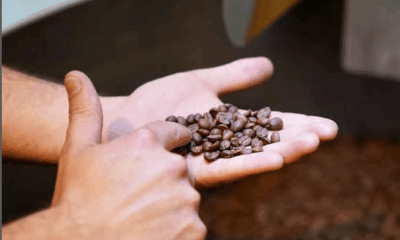 Coffee