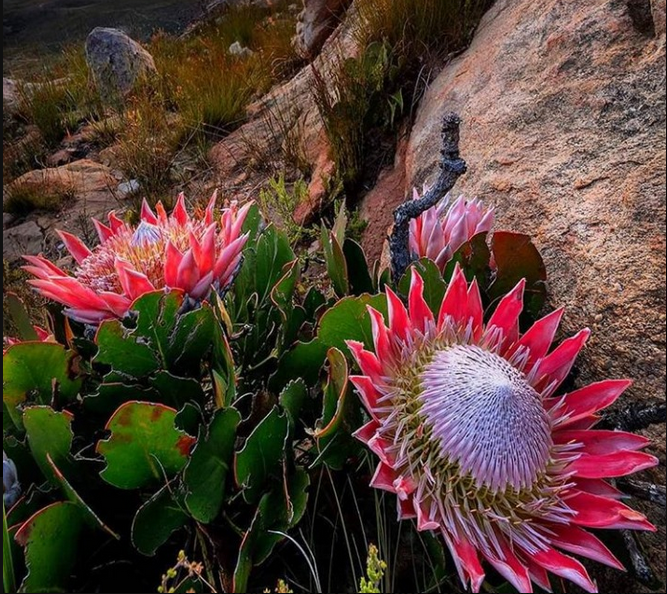 Protea flower