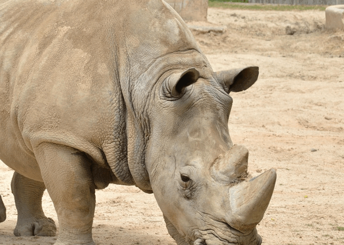 Rhino