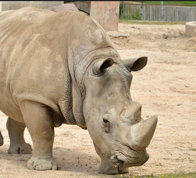Rhino