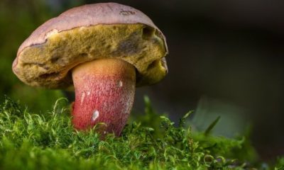Mushroom Killer