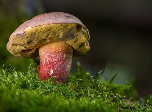 Mushroom Killer