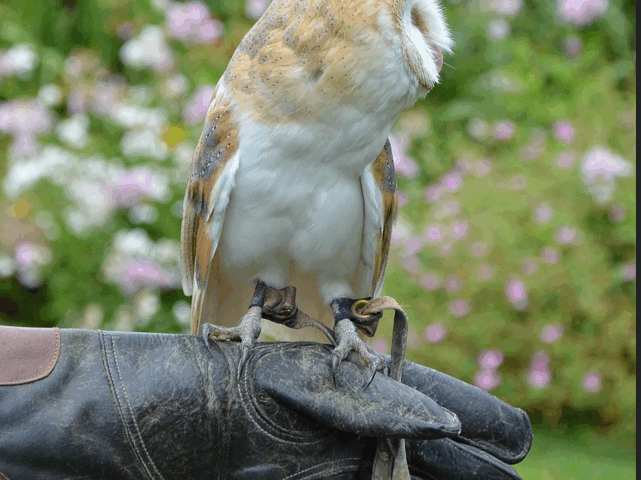 Owl
