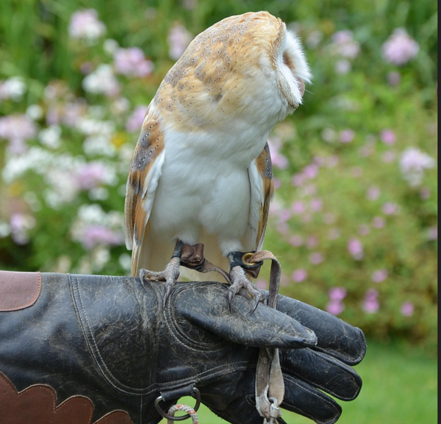 Owl