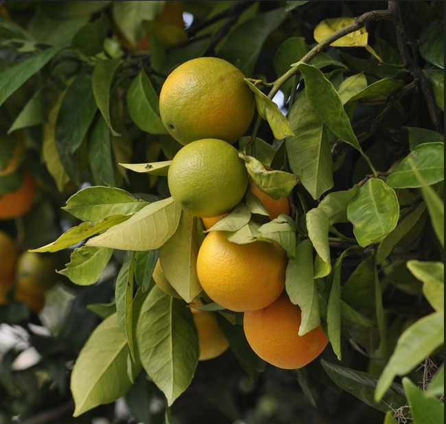 Citrus