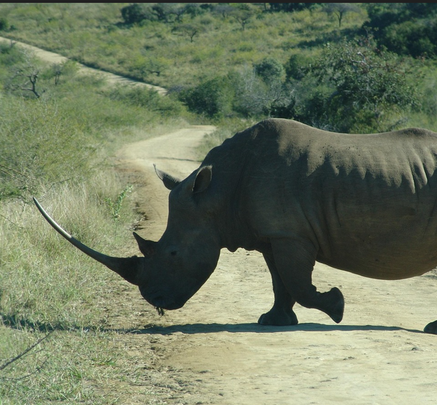 Rhino