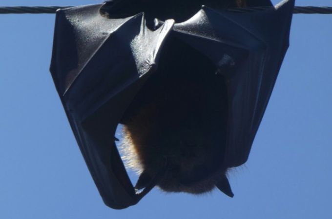 Bat bite