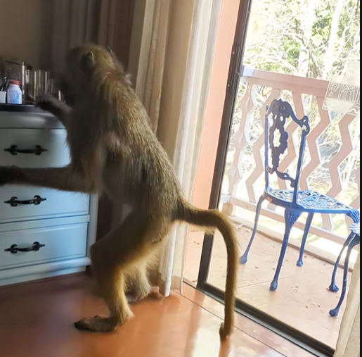 Baboon
