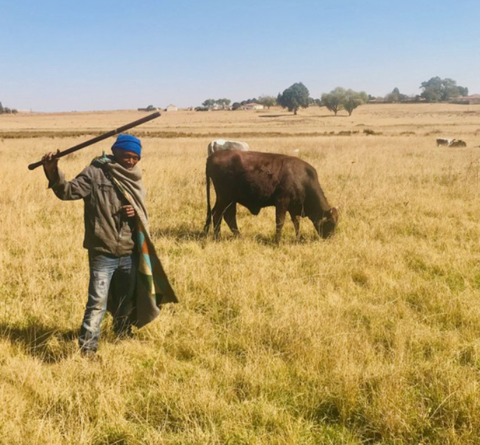 Cattle