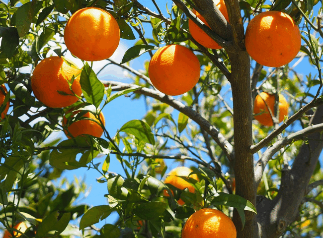 Citrus