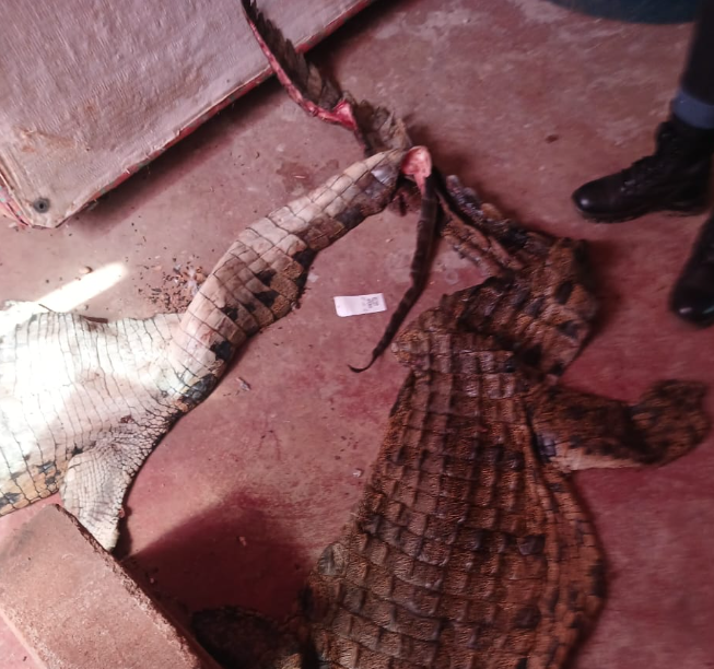 Crocodile