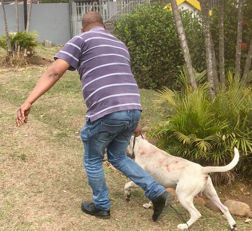 Dog