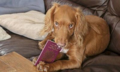 Dog bit passport