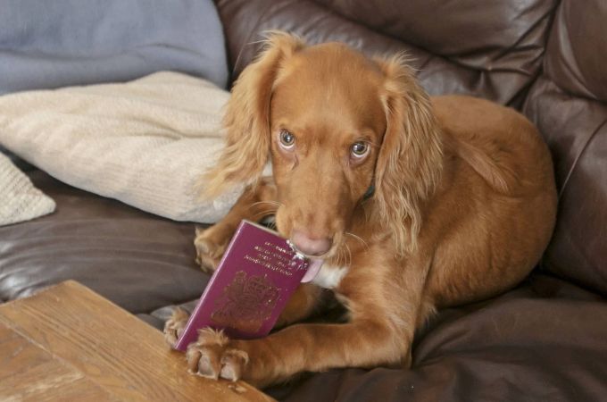 Dog bit passport