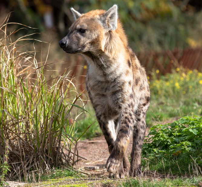 Hyena
