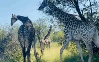 Kruger