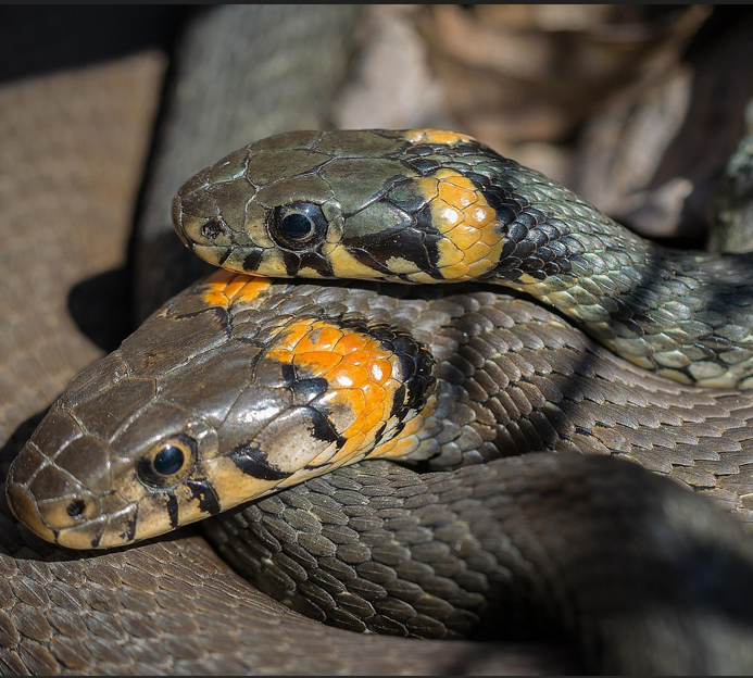 Snakes