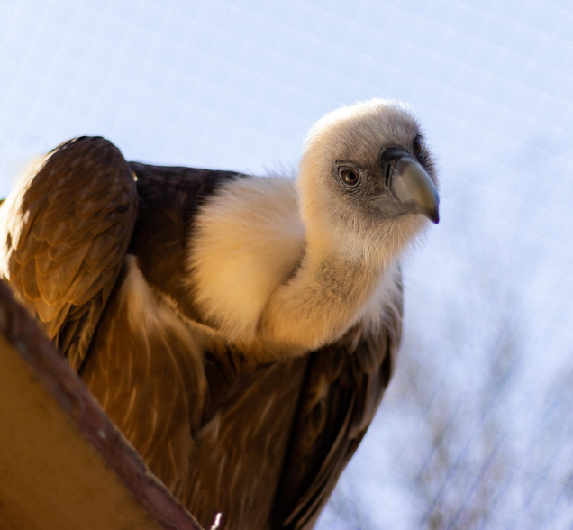 Vulture