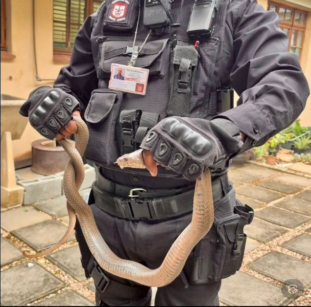 PICS | Venom at the kennel! – Mozambican Cobra found in Tongaat home