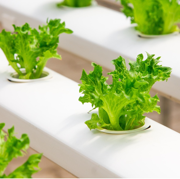 hydroponic farming