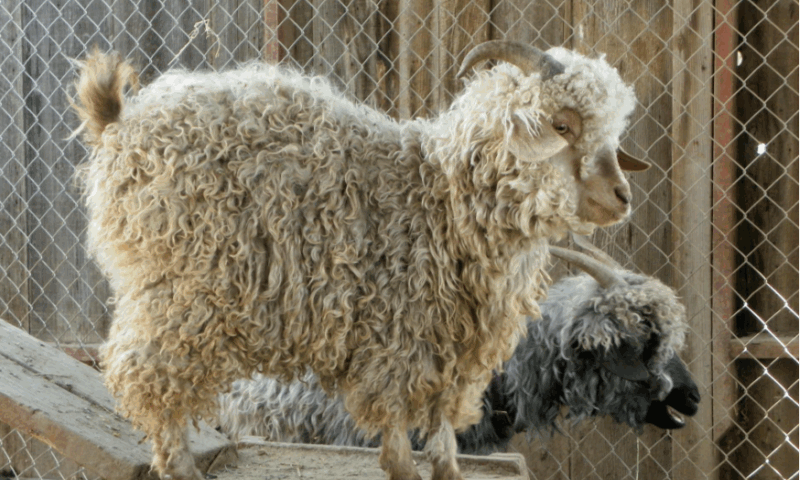 angora goat