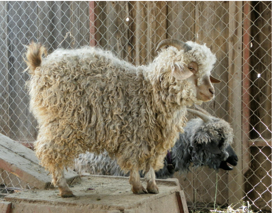 angora goat