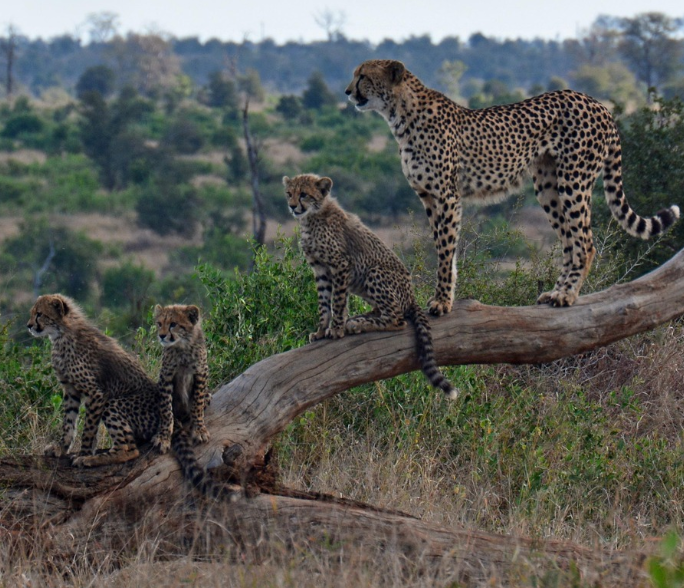 cheetahs