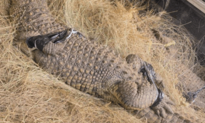 Crocodile