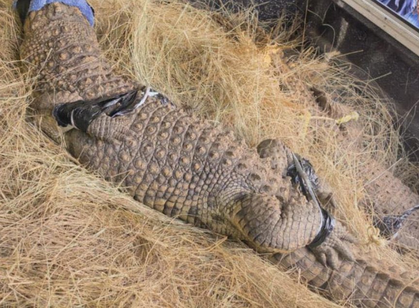 Crocodile