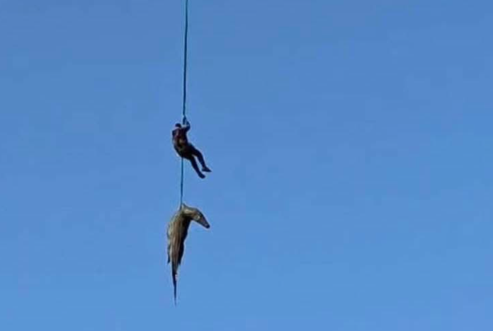 Crocodile