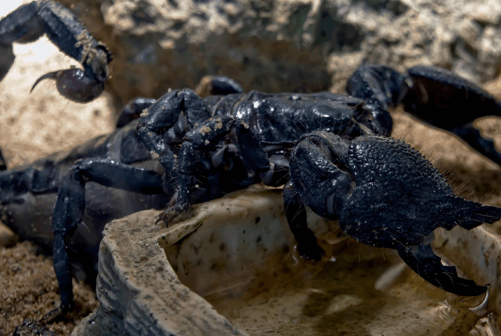 Scorpions