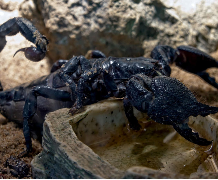 Scorpions