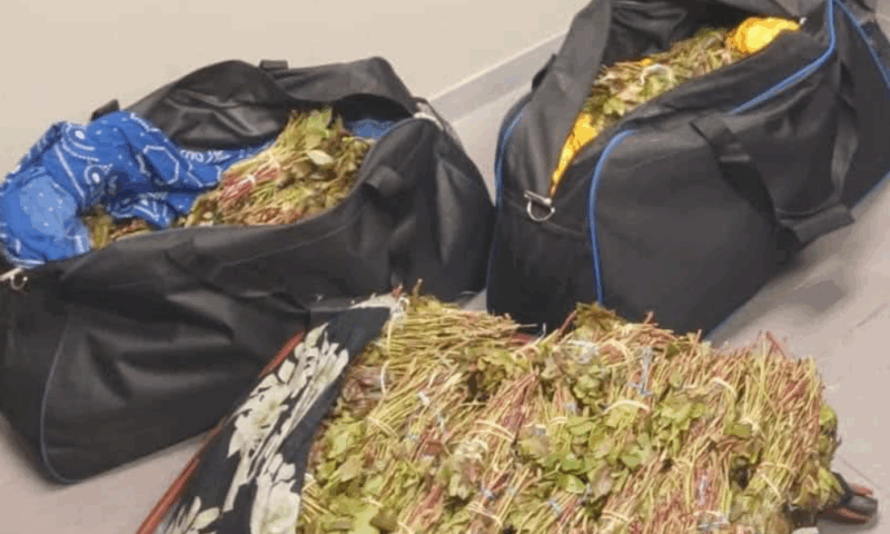 Khat