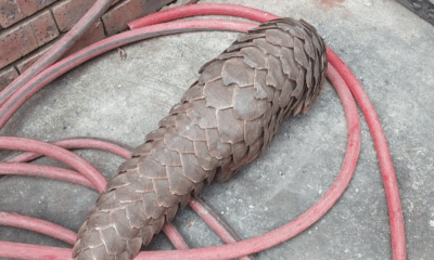Pangolin