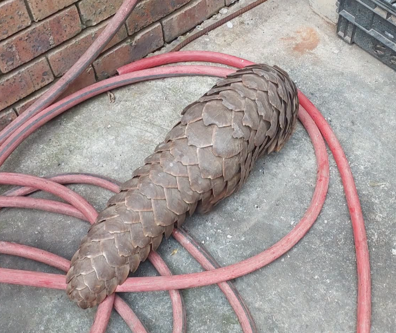 Pangolin