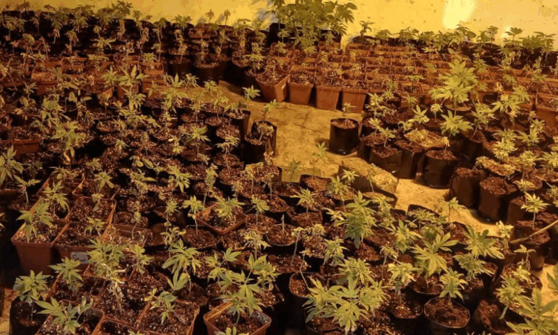 Dagga