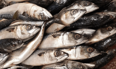 Seafood