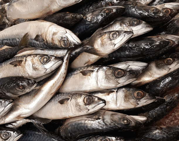 Seafood