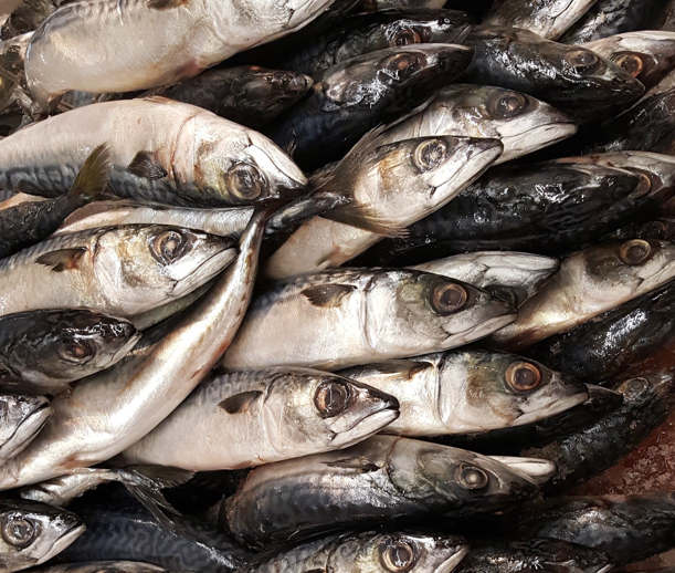 Seafood