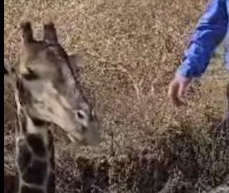 Giraffe