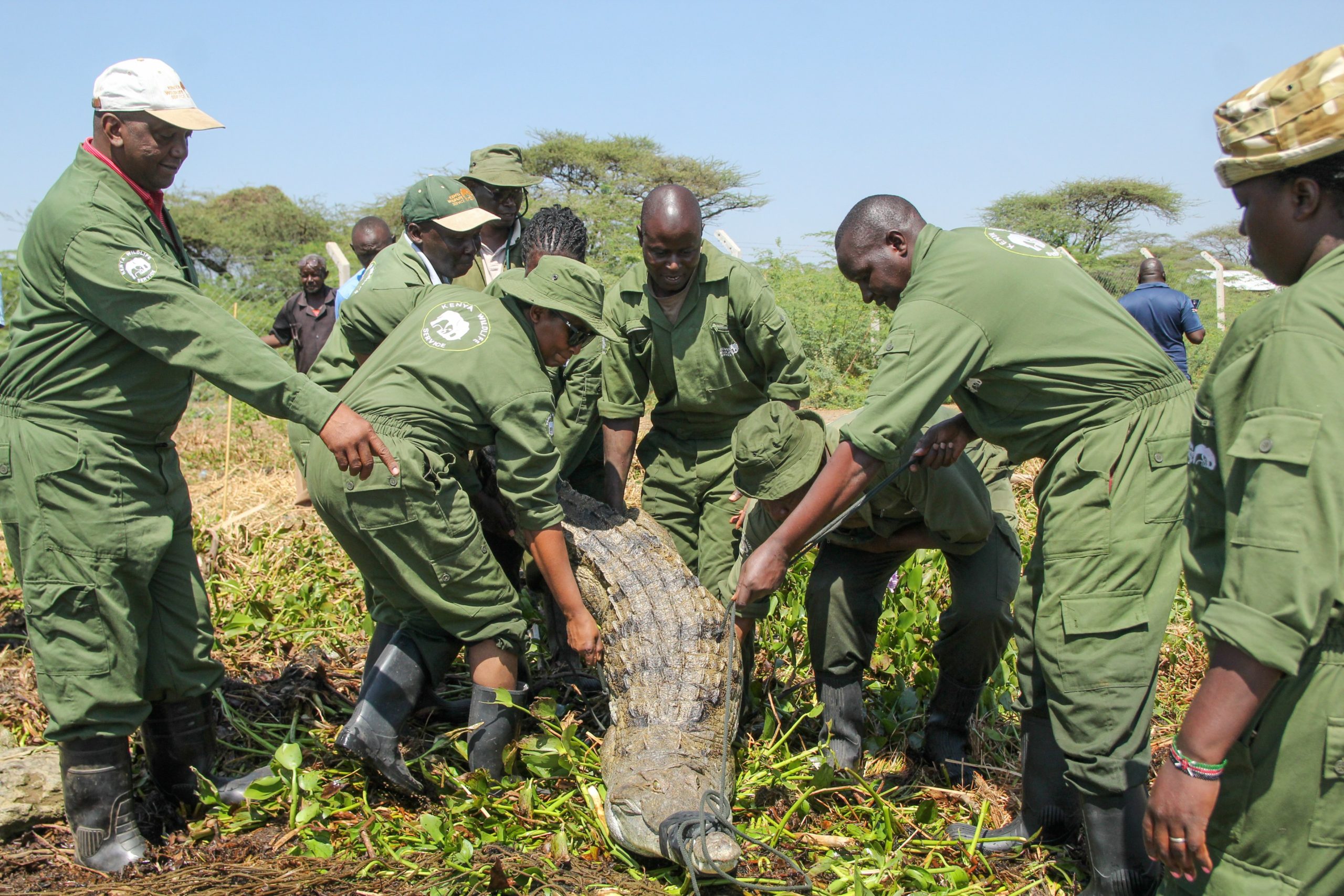 Kenya steps up crocodile hunt as rising lakes fuel conflict