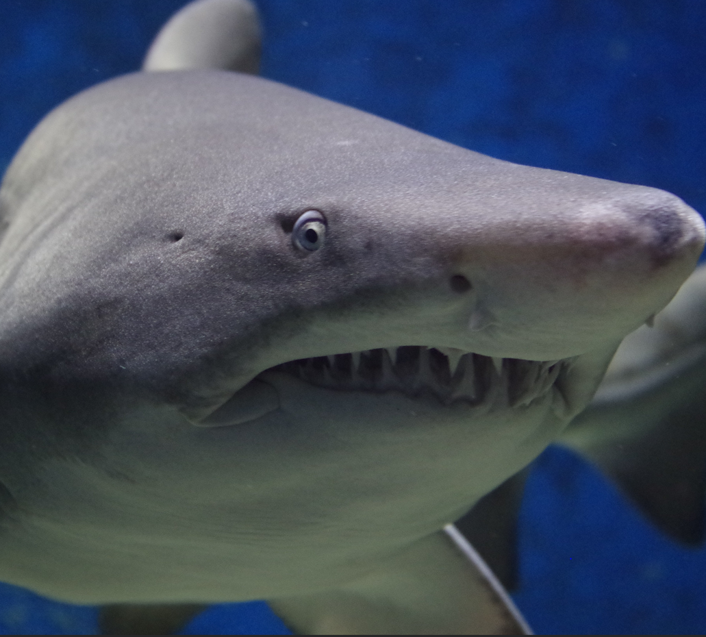 Shark