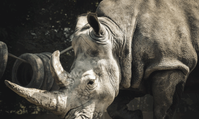 Rhino